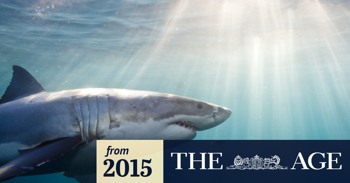 Sonar shark alarm the latest in a sea of floated swimmer safety solutions